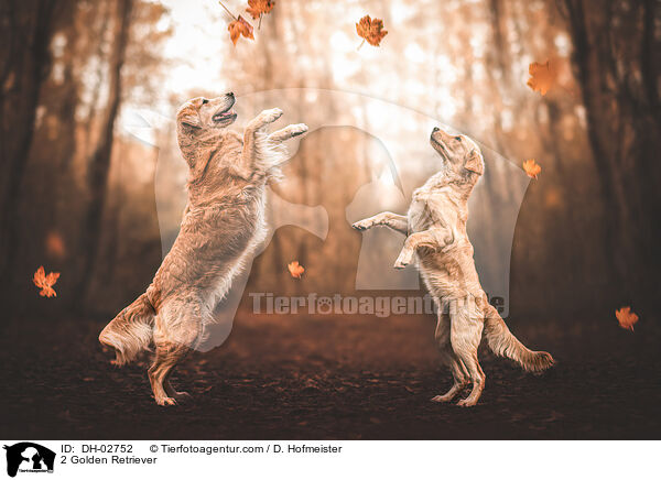 2 Golden Retriever / 2 Golden Retriever / DH-02752
