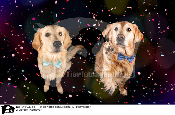 2 Golden Retriever / 2 Golden Retriever / DH-02755