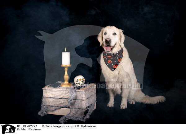 Golden Retriever / Golden Retriever / DH-02771