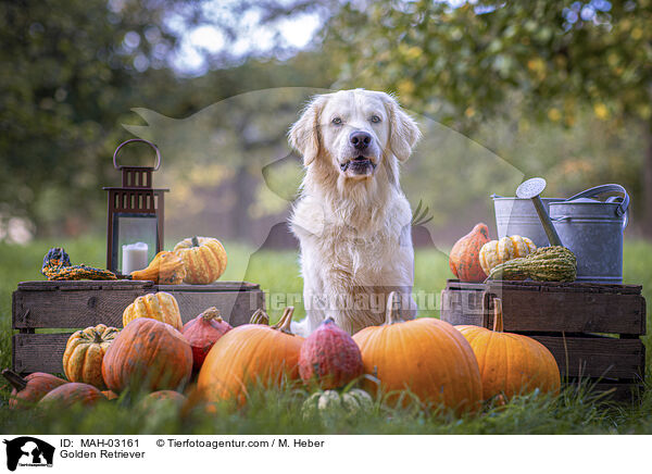 Golden Retriever / Golden Retriever / MAH-03161