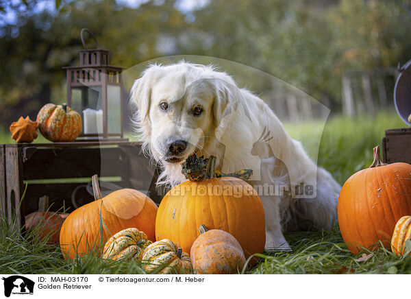 Golden Retriever / Golden Retriever / MAH-03170