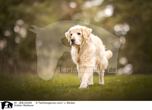 Golden Retriever / Golden Retriever / JEB-02294