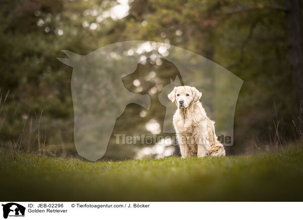 Golden Retriever / Golden Retriever / JEB-02296