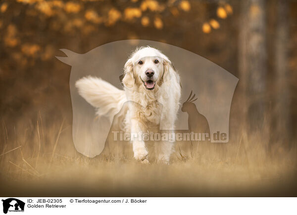 Golden Retriever / Golden Retriever / JEB-02305