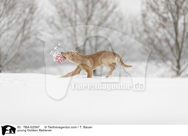 junger Golden Retriever / young Golden Retriever / TBA-02587