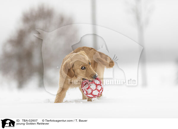 junger Golden Retriever / young Golden Retriever / TBA-02607