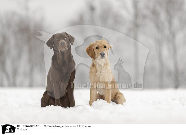 2 Hunde / 2 dogs / TBA-02613