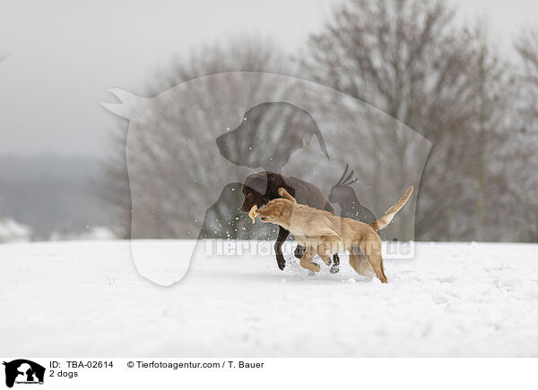 2 Hunde / 2 dogs / TBA-02614