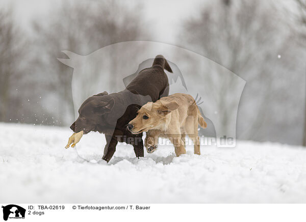 2 Hunde / 2 dogs / TBA-02619