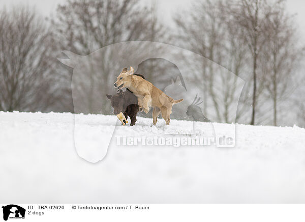 2 Hunde / 2 dogs / TBA-02620