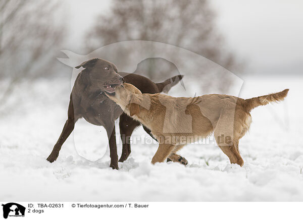 2 Hunde / 2 dogs / TBA-02631