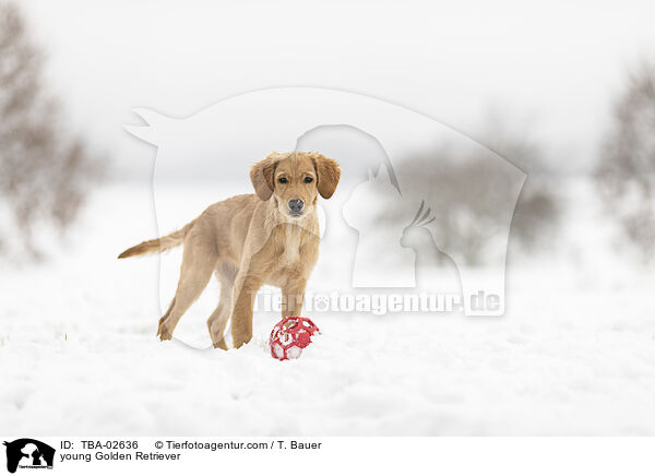 junger Golden Retriever / young Golden Retriever / TBA-02636