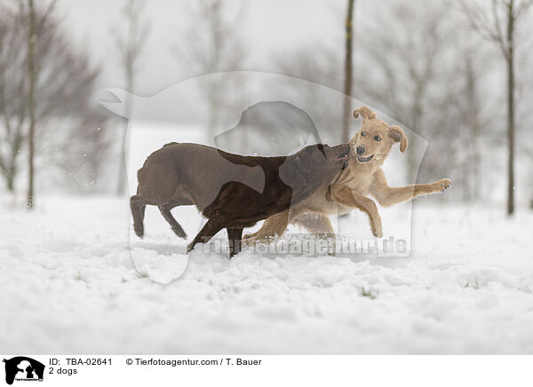 2 Hunde / 2 dogs / TBA-02641