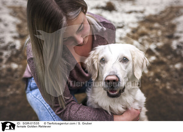 Golden Retriever H�ndin / female Golden Retriever / SGR-01535