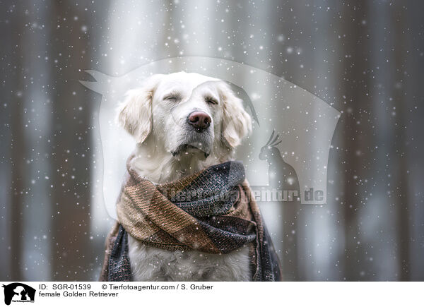 Golden Retriever Hndin / female Golden Retriever / SGR-01539