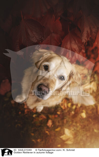 Golden Retriever im Herbstlaub / Golden Retriever in autumn foliage / KAS-01049