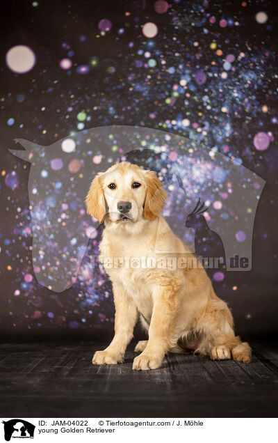 junger Golden Retriever / young Golden Retriever / JAM-04022