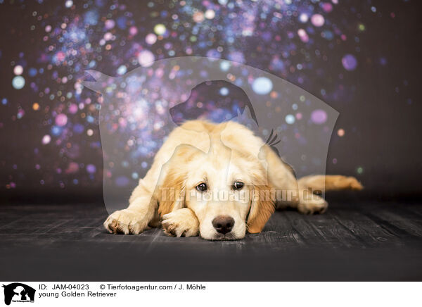 junger Golden Retriever / young Golden Retriever / JAM-04023