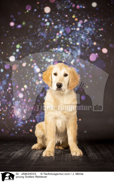 junger Golden Retriever / young Golden Retriever / JAM-04033