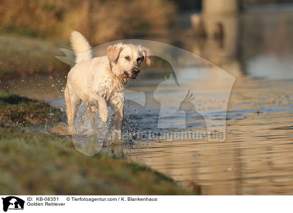 Golden Retriever / Golden Retriever / KB-08351