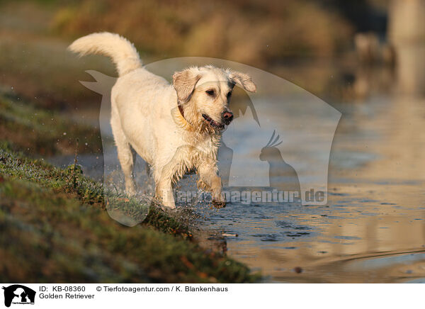 Golden Retriever / Golden Retriever / KB-08360