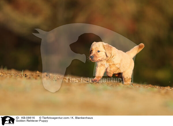 Golden Retriever Welpe / Golden Retriever Puppy / KB-08616