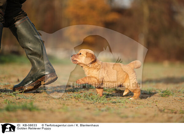 Golden Retriever Puppy / KB-08633