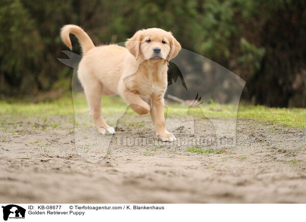 Golden Retriever Puppy / KB-08677