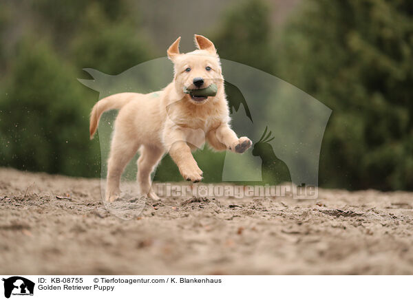 Golden Retriever Welpe / Golden Retriever Puppy / KB-08755