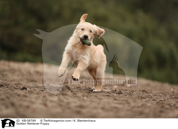 Golden Retriever Welpe / Golden Retriever Puppy / KB-08789