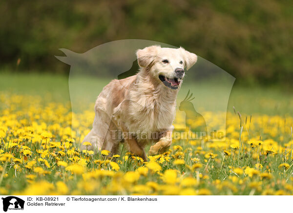 Golden Retriever / Golden Retriever / KB-08921