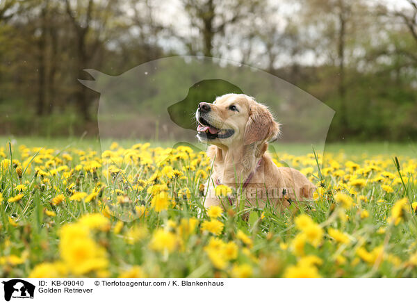 Golden Retriever / Golden Retriever / KB-09040