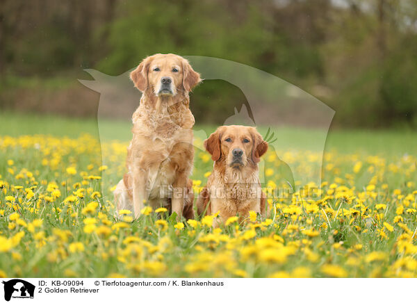 2 Golden Retriever / 2 Golden Retriever / KB-09094