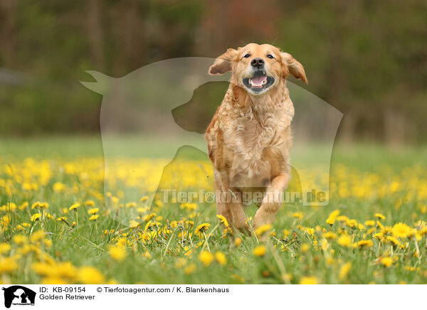 Golden Retriever / Golden Retriever / KB-09154
