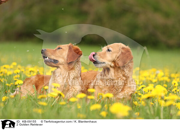 2 Golden Retriever / 2 Golden Retriever / KB-09155