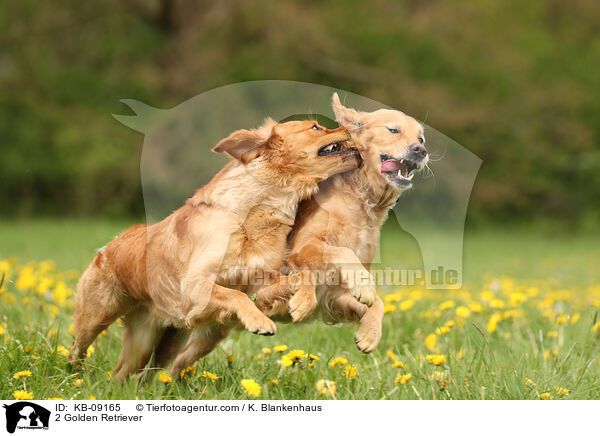 2 Golden Retriever / 2 Golden Retriever / KB-09165