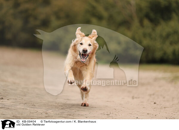 alter Golden Retriever / old Golden Retriever / KB-09404