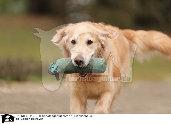 alter Golden Retriever / old Golden Retriever / KB-09412