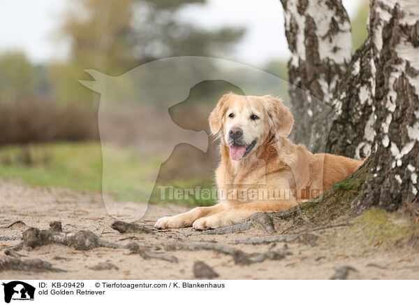 alter Golden Retriever / old Golden Retriever / KB-09429