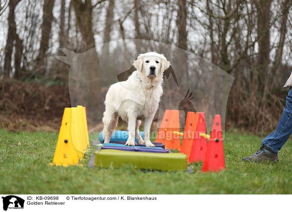 Golden Retriever / Golden Retriever / KB-09698