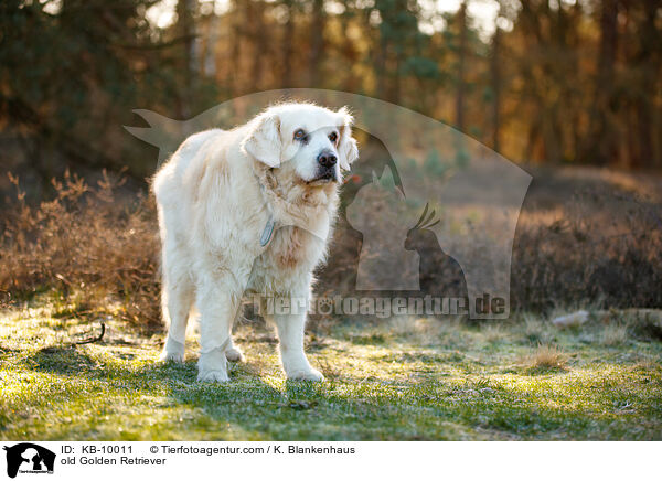 alter Golden Retriever / old Golden Retriever / KB-10011