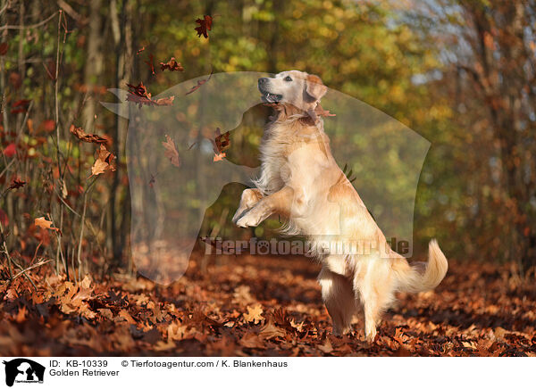 Golden Retriever / Golden Retriever / KB-10339