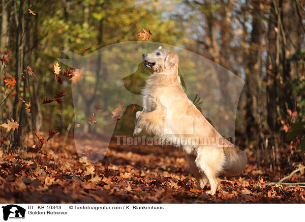 Golden Retriever / Golden Retriever / KB-10343