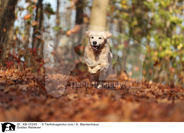 Golden Retriever / Golden Retriever / KB-10345