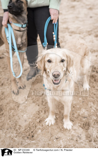 Golden Retriever / Golden Retriever / NP-03348