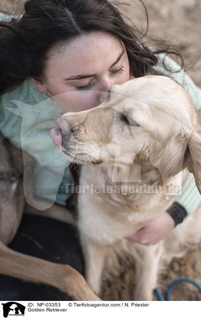 Golden Retriever / Golden Retriever / NP-03353