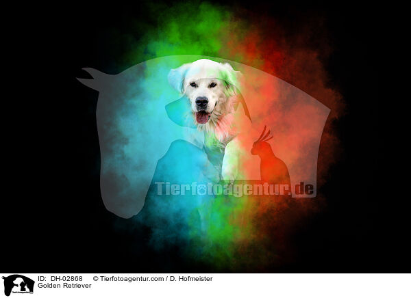 Golden Retriever / DH-02868