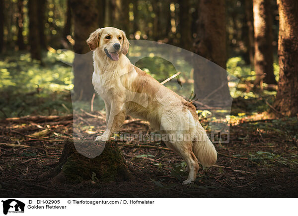 Golden Retriever / Golden Retriever / DH-02905