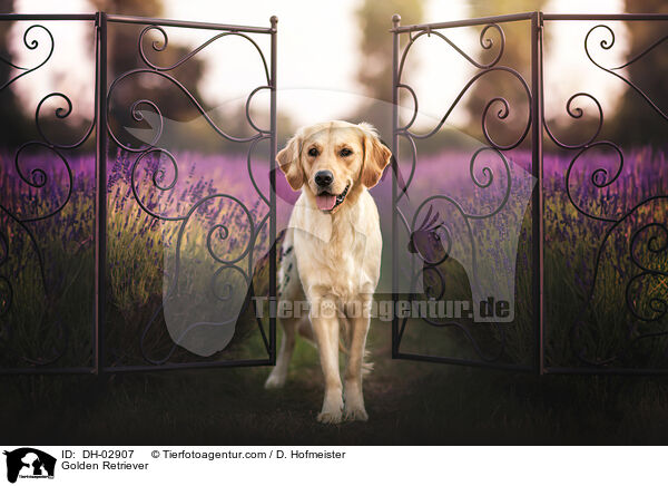 Golden Retriever / Golden Retriever / DH-02907