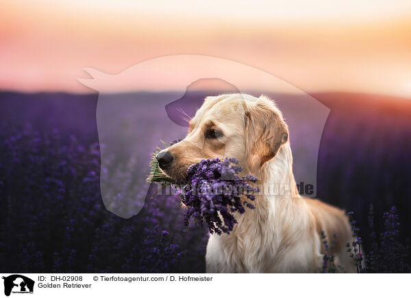 Golden Retriever / Golden Retriever / DH-02908